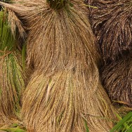 bali rice 8 of 23