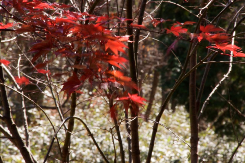 more onsen 1 of 10