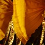 bali dance 25