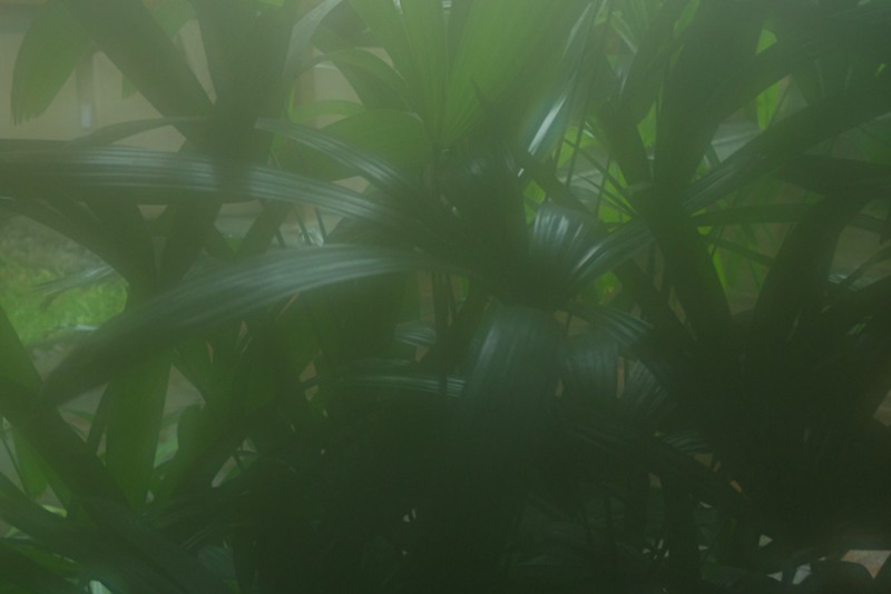 bali rain 9