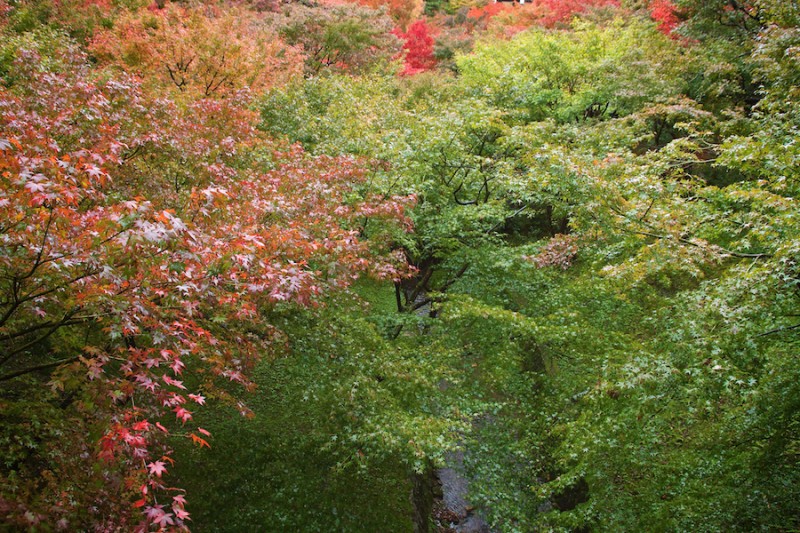 momiji 1 of 21