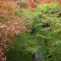 momiji 1 of 21