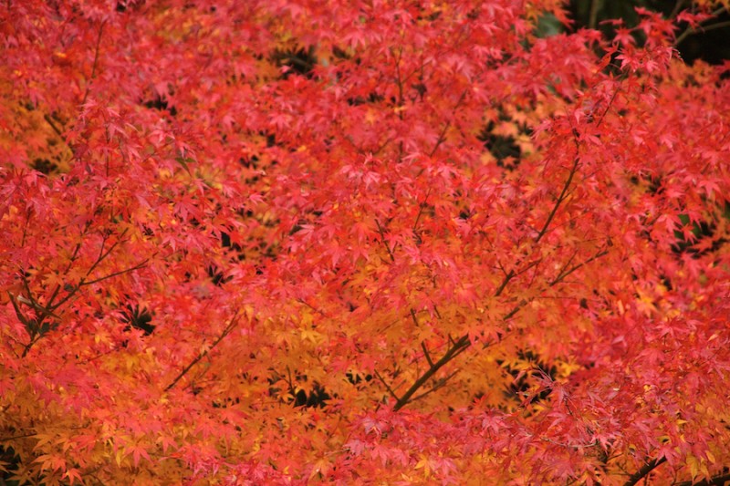 momiji 10 of 20