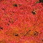 momiji 10 of 20