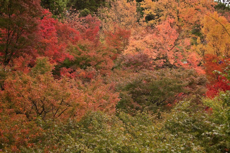 momiji 10 of 21