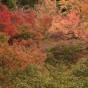 momiji 10 of 21