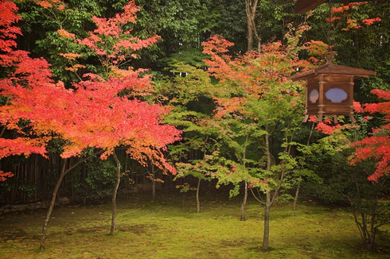 momiji 11 of 20