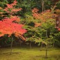 momiji 11 of 20