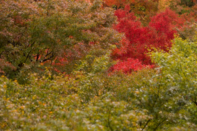 momiji 11 of 21