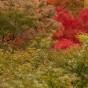 momiji 11 of 21
