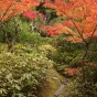 momiji 12 of 20