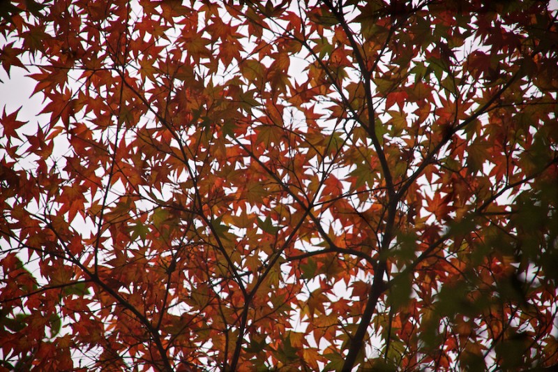 momiji 12 of 21