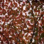 momiji 12 of 21
