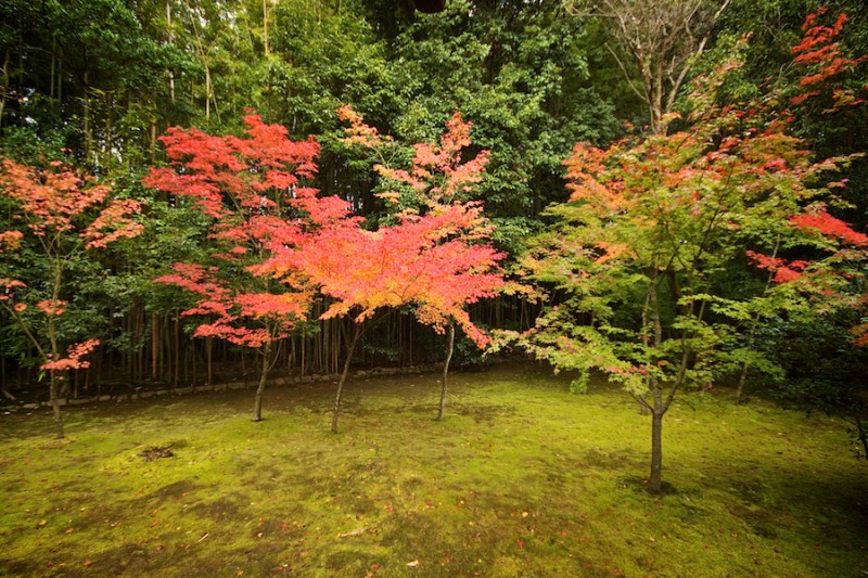 momiji 13 of 20