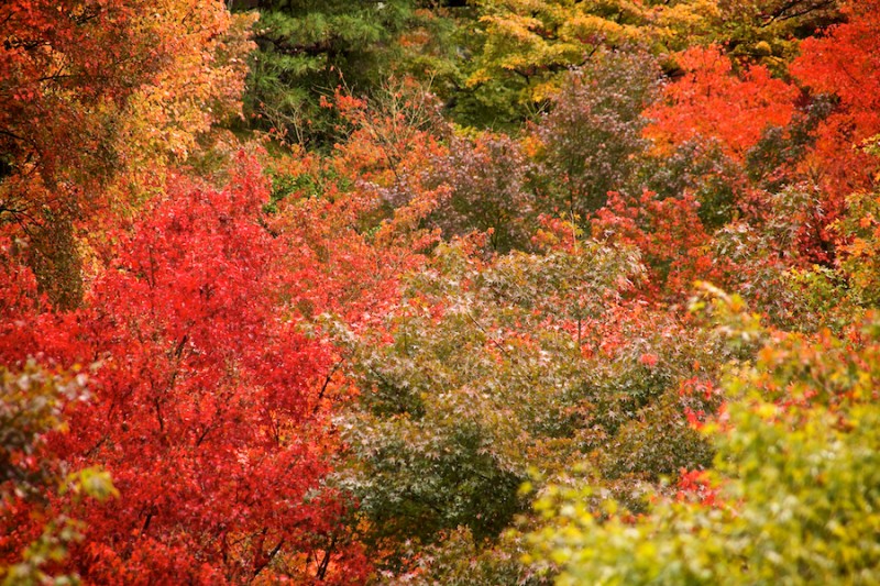 momiji 13 of 21