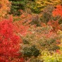 momiji 13 of 21