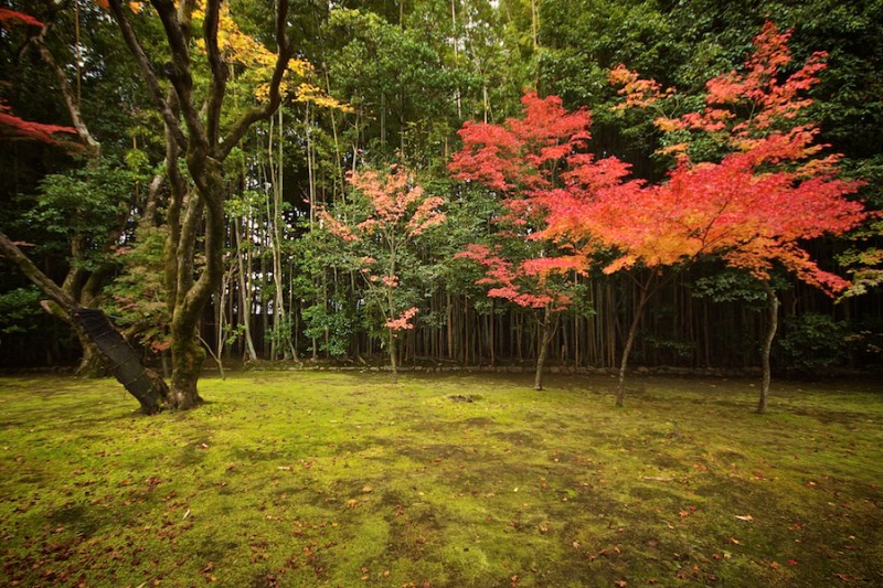 momiji 14 of 20