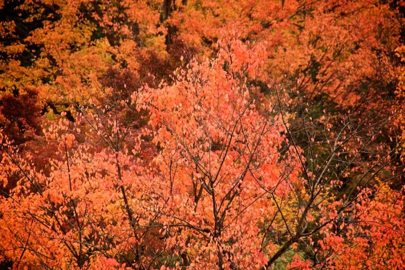 momiji 14 of 21
