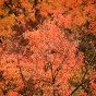 momiji 14 of 21