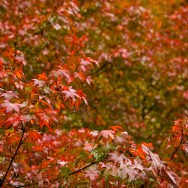 momiji 15 of 21