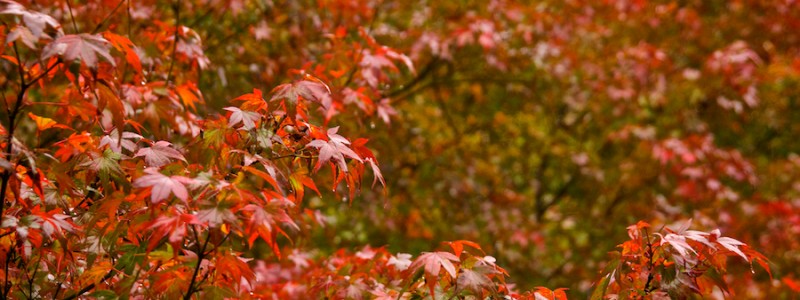 momiji 15 of 21