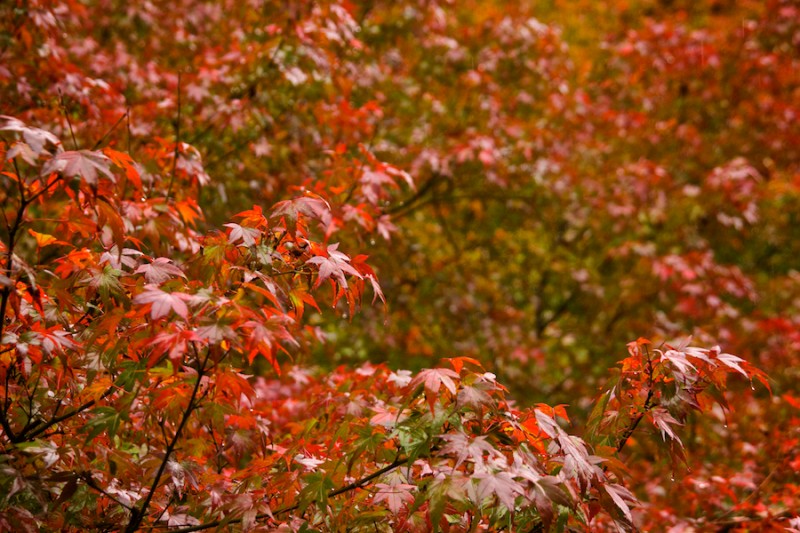 momiji 15 of 21