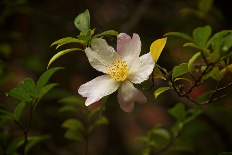 momiji 17 of 20