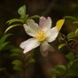 momiji 17 of 20