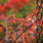 momiji 17 of 21