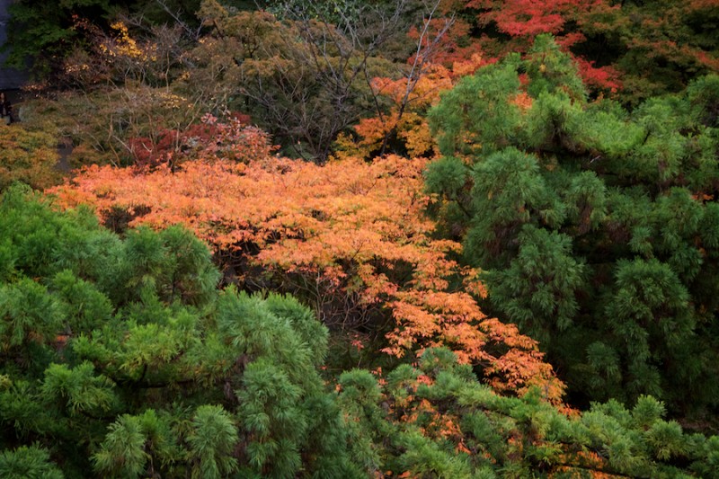 momiji 18 of 21