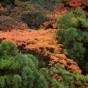 momiji 18 of 21