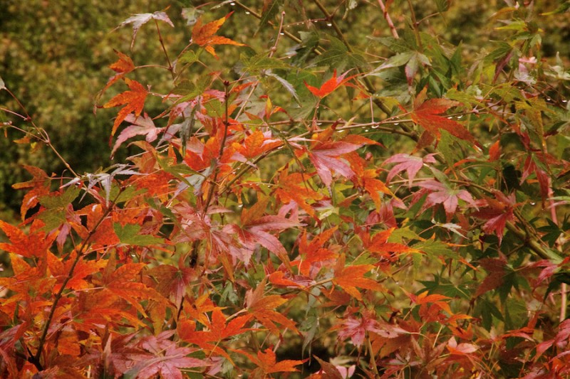 momiji 2 of 21