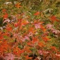 momiji 2 of 21