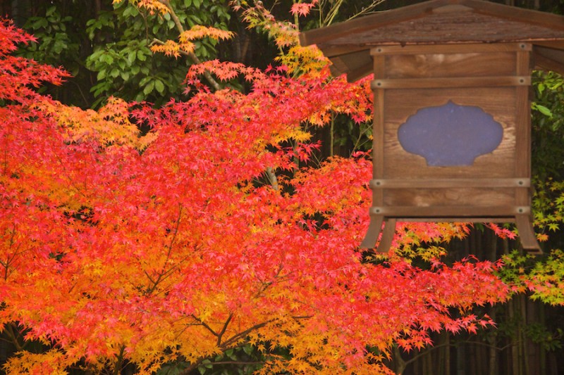 momiji 20 of 20