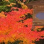 momiji 20 of 20