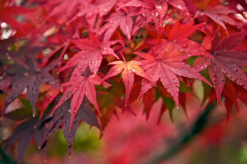 momiji 20 of 21