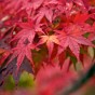 momiji 20 of 21