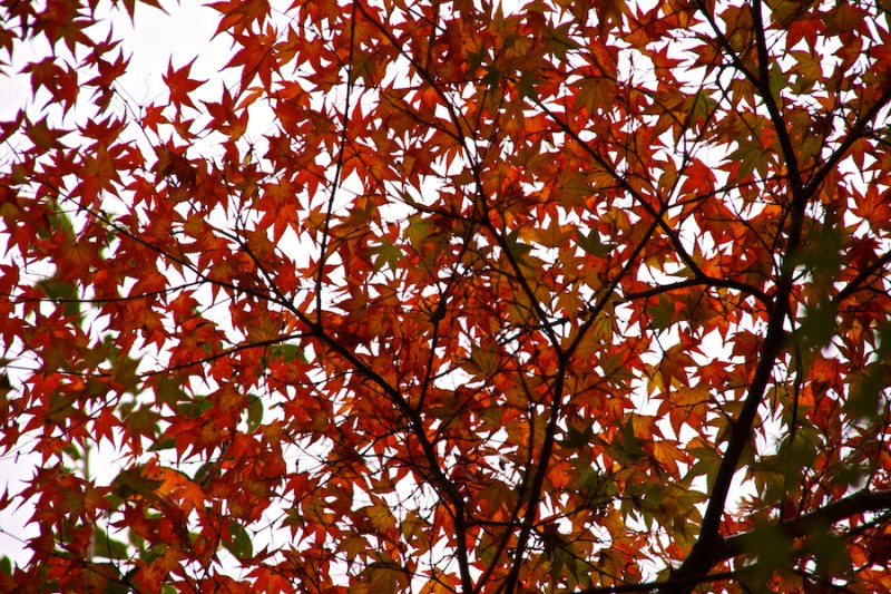 momiji 21 of 21