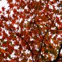 momiji 21 of 21