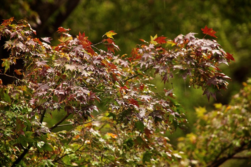 momiji 3 of 21