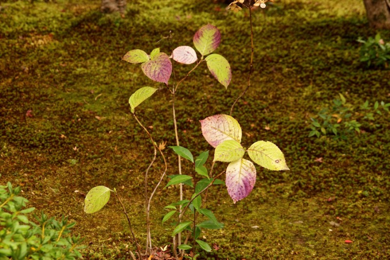 momiji 4 of 20