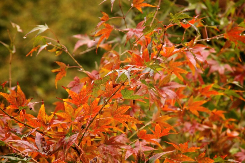momiji 4 of 21
