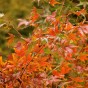 momiji 4 of 21