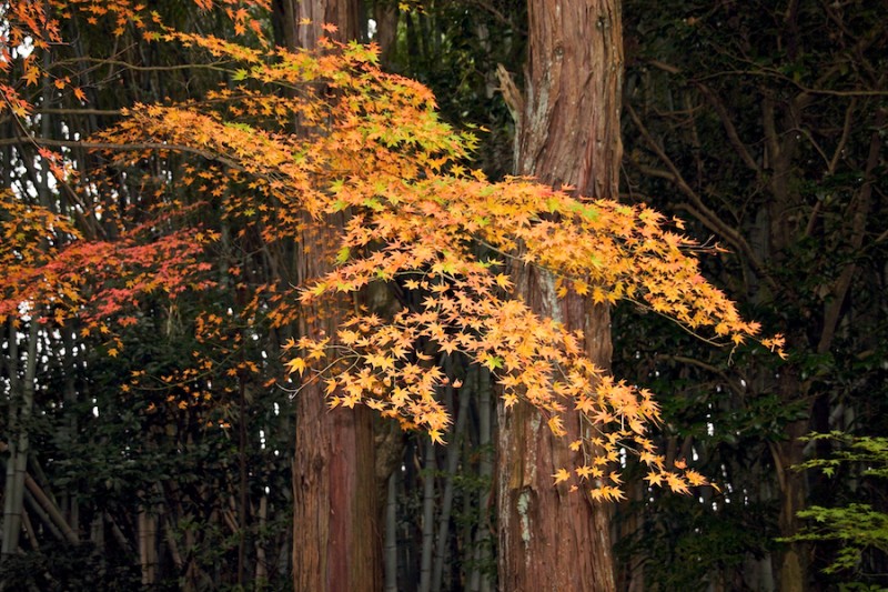 momiji 5 of 20