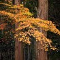 momiji 5 of 20