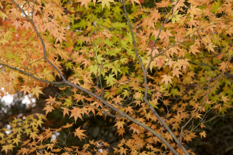 momiji 6 of 20