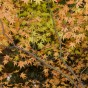 momiji 6 of 20