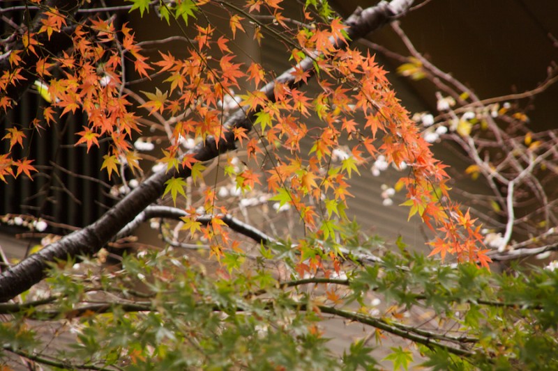 momiji 6 of 21