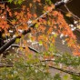 momiji 6 of 21