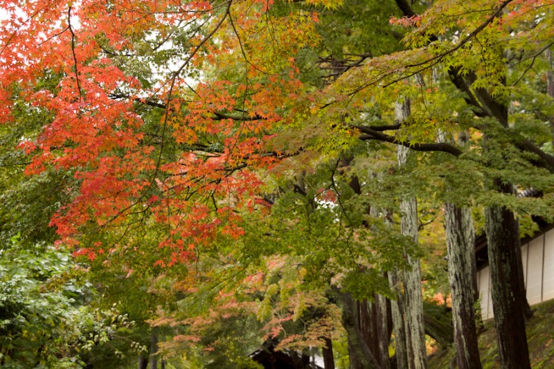 momiji 7 of 21